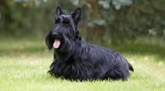 Скотч-тер'єр